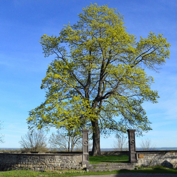 Le Restaurant - La Ferme Saint-Sébastien - Charroux - restaurant BARBERIER